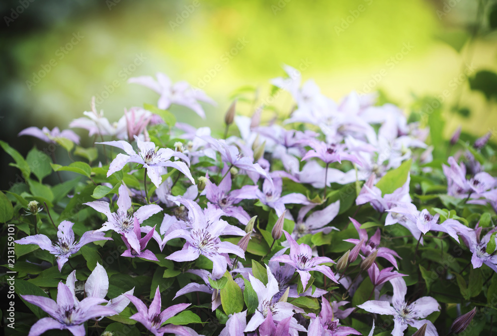 Light lavender clematis flowers in the summer on background of green leaves. Light lavender clematis flowers in the summer on background of green leaves.