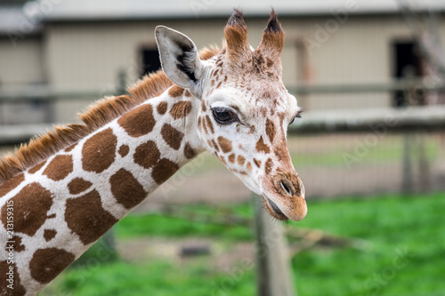 Standing Giraffe - portrait - huge eyes photo