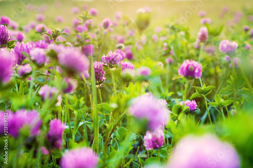 Pink flowers of clover in the evening  selective focus. Wildflowers. Nature background.