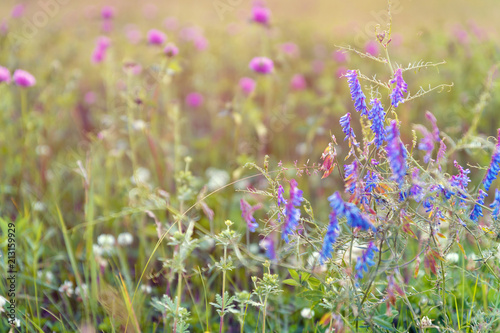 Meadow with flowers of tufted vetch  Vicia cracca  and blurred flowers of pink clover at the background  selective focus. Wildflowers. Nature background.