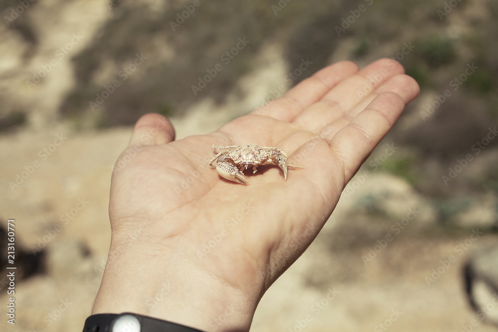 crab on hand