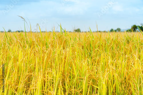 Beautiful gold rice field with blue sky.