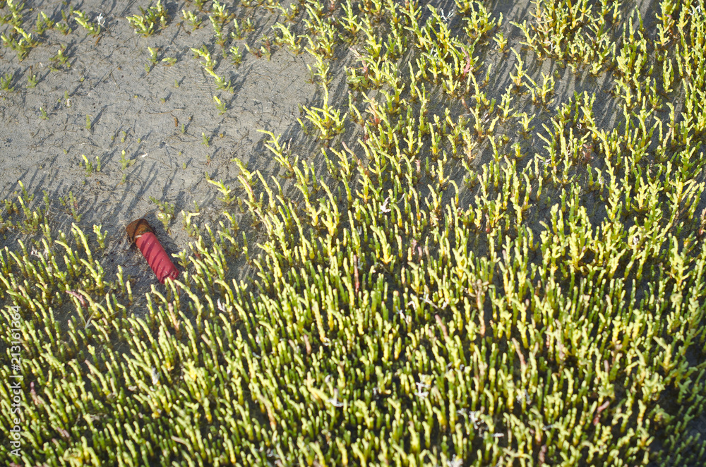 Φωτογραφία A shotgun shell in the grass of the great salt lake wetland area.