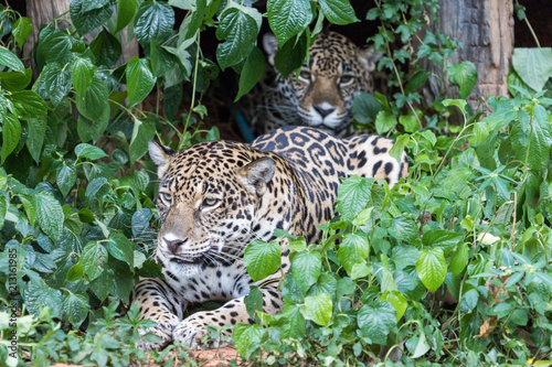 Jaguar in the Jungle photo