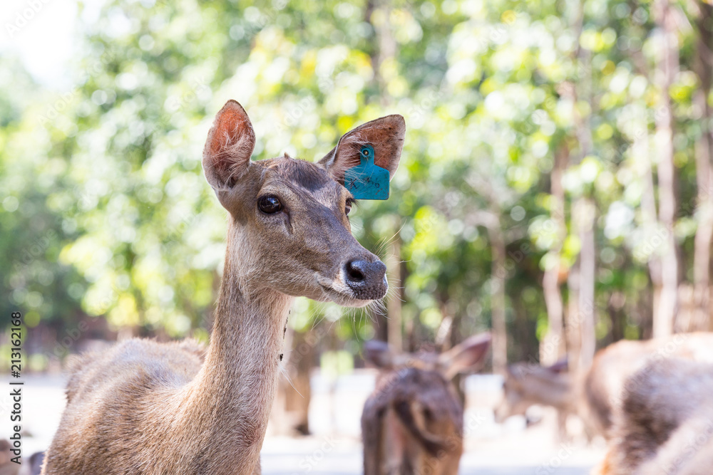 Obraz premium Deer on the farm