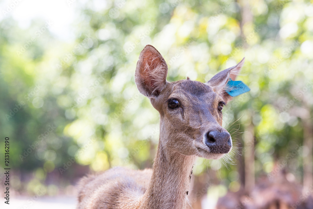 Deer on the farm