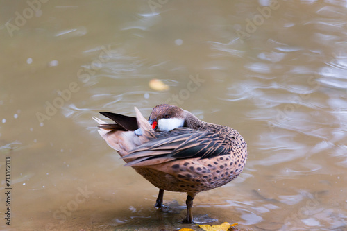 beautiful Red-billed Teal (Anas erythrorhyncha) photo