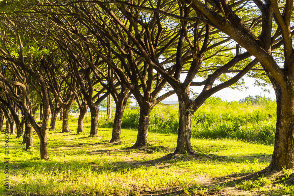 Obraz premium Trees and road tunnels