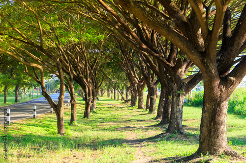 Trees and road tunnels