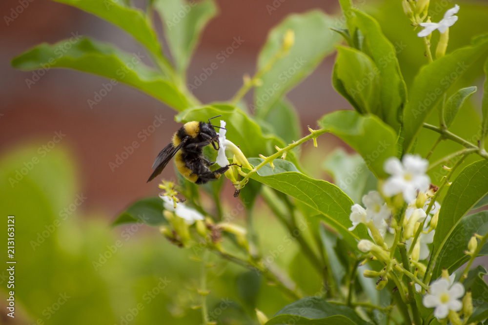 bumblebee Eating