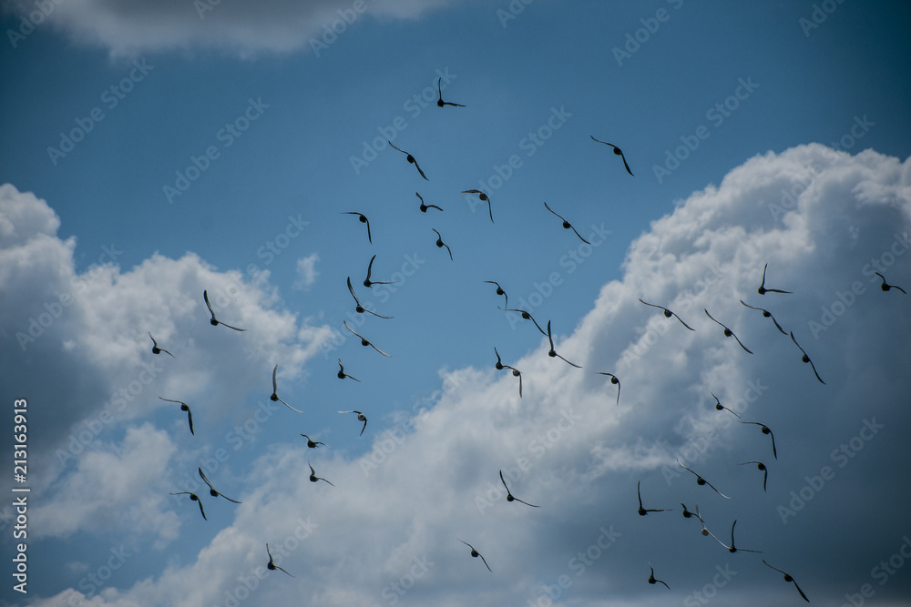 Birds Flying