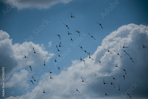 Birds Flying