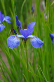 Iris sibirica blue king flower in green grass vertical