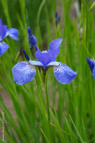 Fototapeta Naklejka Na Ścianę i Meble -  Iris sibirica blue king flower in green grass vertical