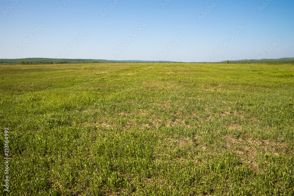 Field with green grass on a bright sunny day.