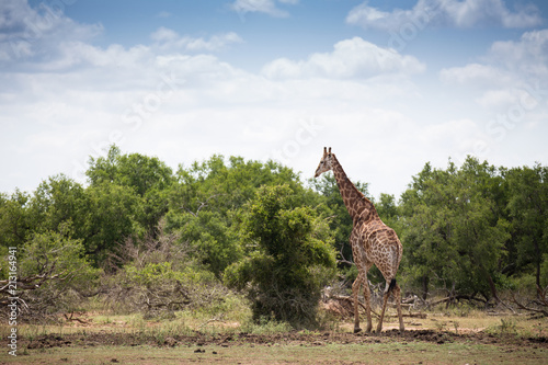 Giraffe in Swaziland