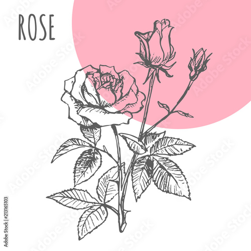 Rose flower vector sketch botanical herb spice for rose aroma essential oil or herbal tea package