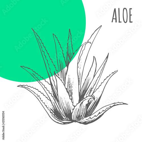 Aloe Vera vector sketch botanical herb for aloe moisturizer or herbal cosmetic and medicine package