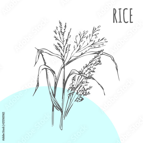 Rice vector sketch botanical plant for rice moisturizer or herbal cosmetic and medicine or cereal package
