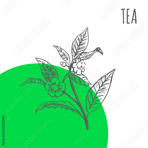 Tea vector sketch botanical herb for green tea tree aroma essential oil or herbal cosmetic and medicine package