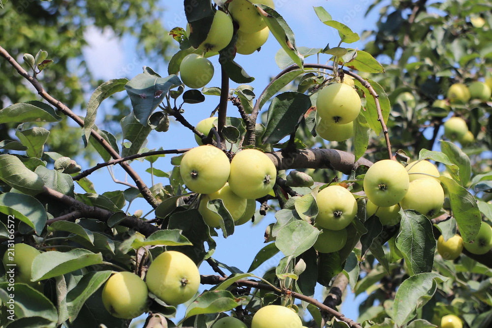 A tree with maturing fruits of a green apple. Vintage fruits rich in vitamins. Fruit trees for the garden. Agroindustrial business. Farm in rural areas. Rich fruits of the earth. A tree with maturing fruits of a green apple. Vintage fruits rich in vitamins. Fruit trees for the garden. Agroindustrial business. Farm in rural areas. Rich fruits of the earth.