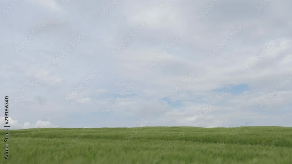 Cornfield in north Germany with a lot of wind Cornfield in north Germany with a lot of wind