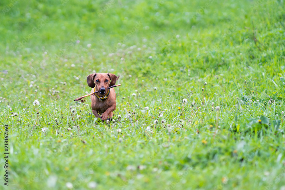 Dog is running with a stick. Dog breed standard smooth-haired dachshund, bright red color, female.