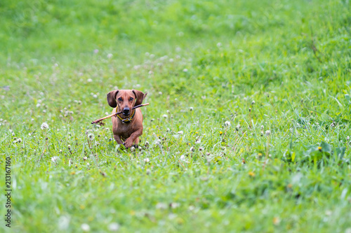 Dog is running with a stick. Dog breed standard smooth-haired dachshund, bright red color, female. photo