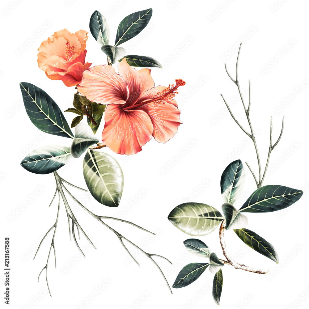 illustration of beautiful flower on white background
