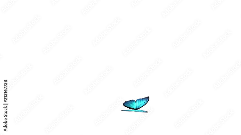 Butterfly flight and landing on a white background with alpha channel.