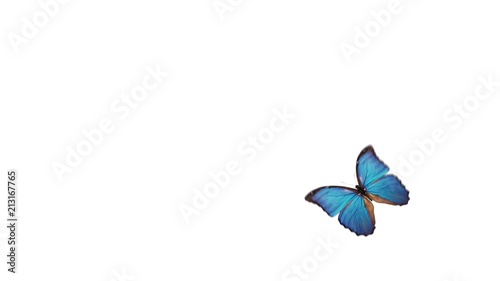 Butterfly flight and landing on a white background with alpha channel.