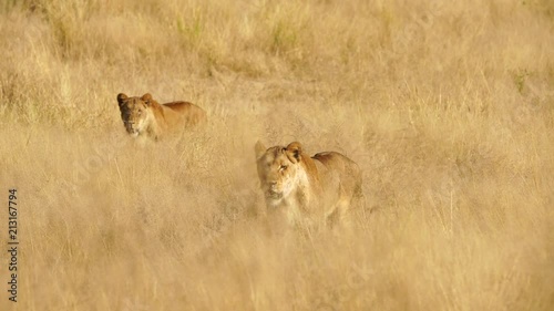 two female lions stalking and walking in the South African grass