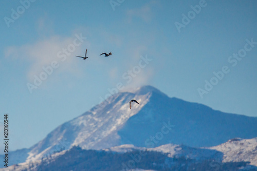 Birds flying towards mountains 