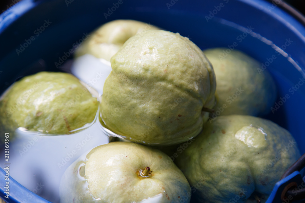 Guava fruit fresh for background Organic Guava food green Guava fruit fresh for background Organic Guava food green