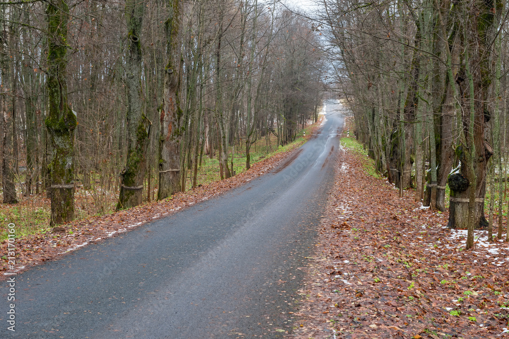 Fototapeta premium The elm alley. Late fall. The leaves fell, the first snow fell out