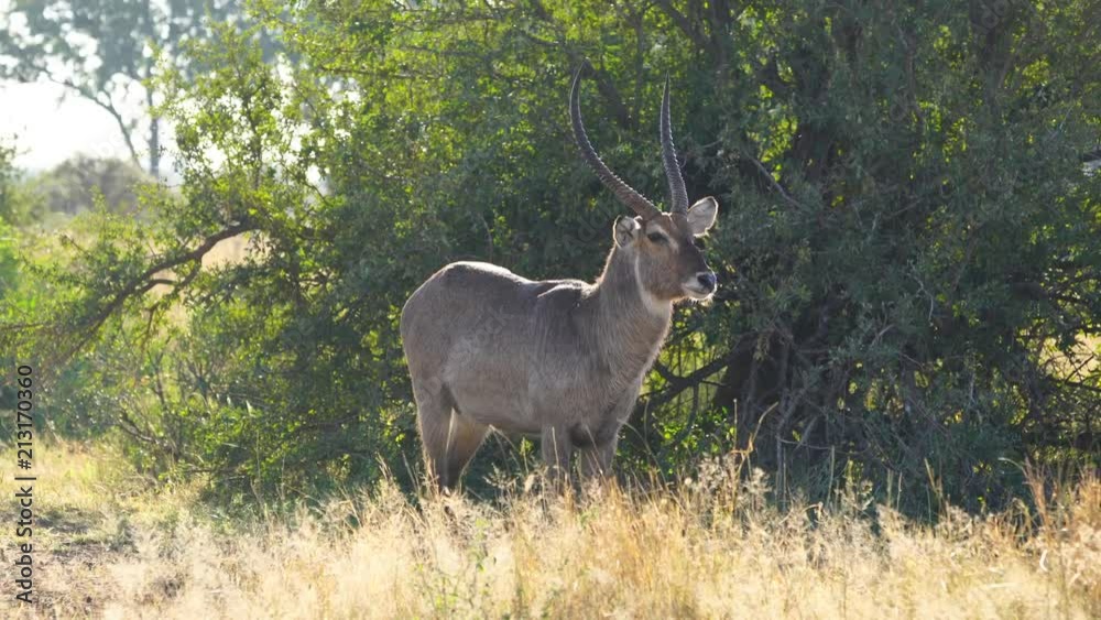 Waterbuck antelope in Kruger park in South Africa. Waterbuck antelope in Kruger park in South Africa.