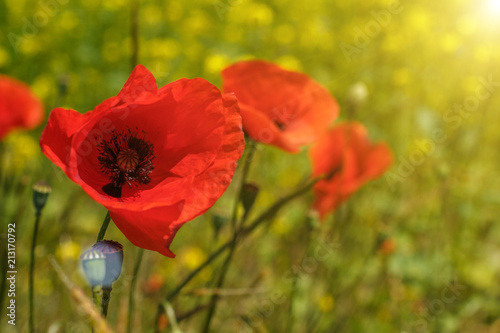 beautiful large red poppies on a natural green background