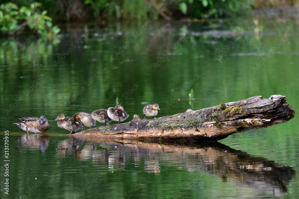Fototapeta premium American Wigeon family