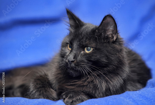 Black cat on a blue background photo