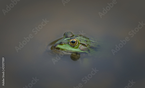 Froschaugen photo
