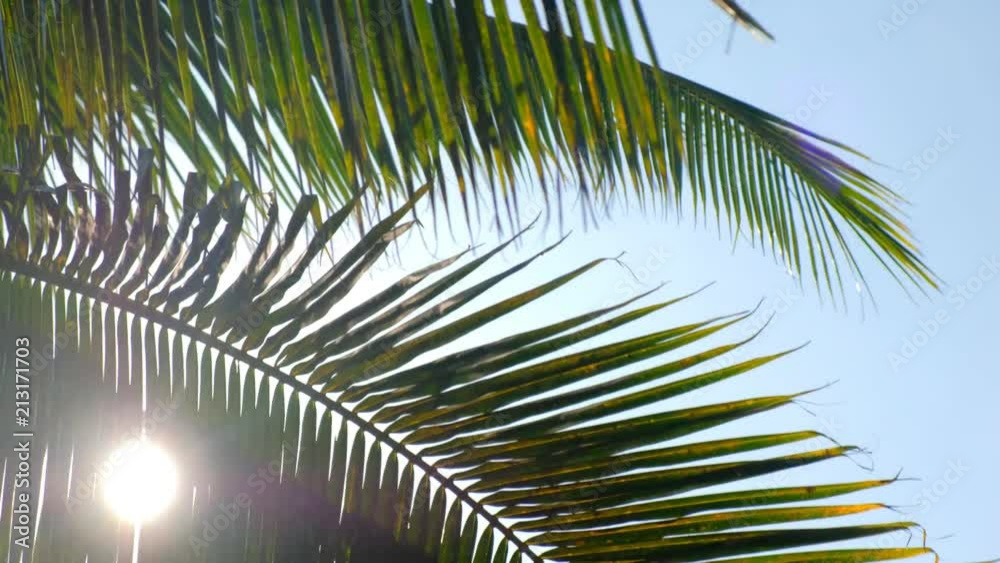 Sun is shining through palm leaf. sunny day in tropical.