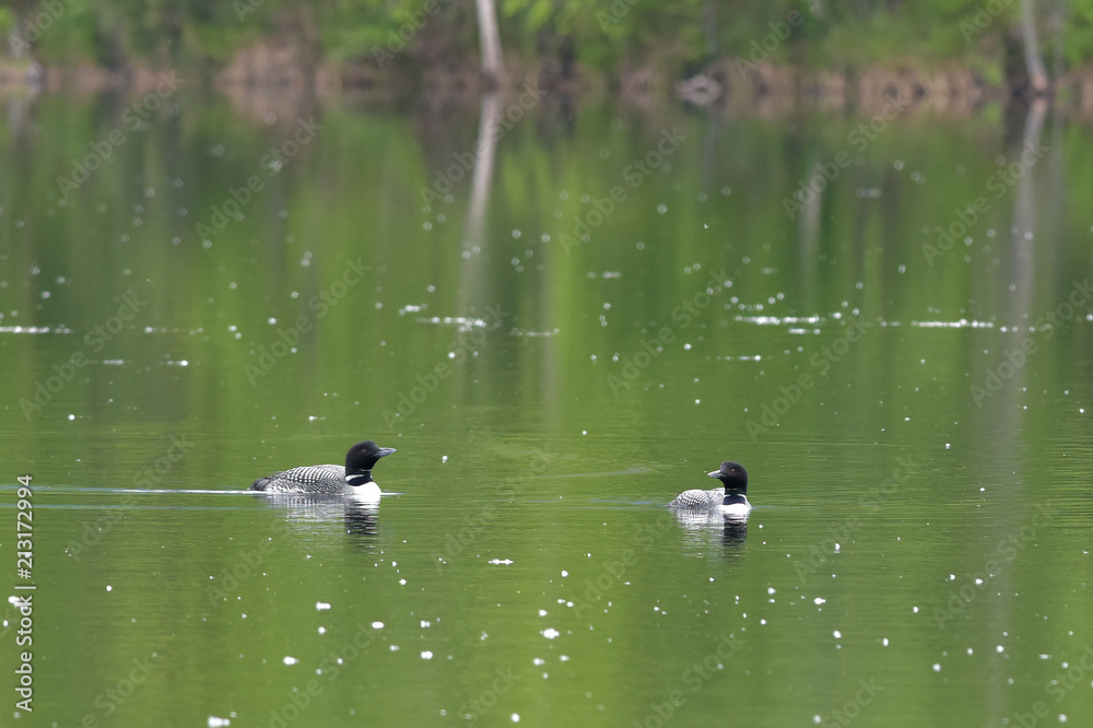 Common loons (Gavia immer) on Reflections Lake, Alaska. Common loons (Gavia immer) on Reflections Lake, Alaska.