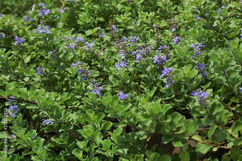 Beach vitex flowers