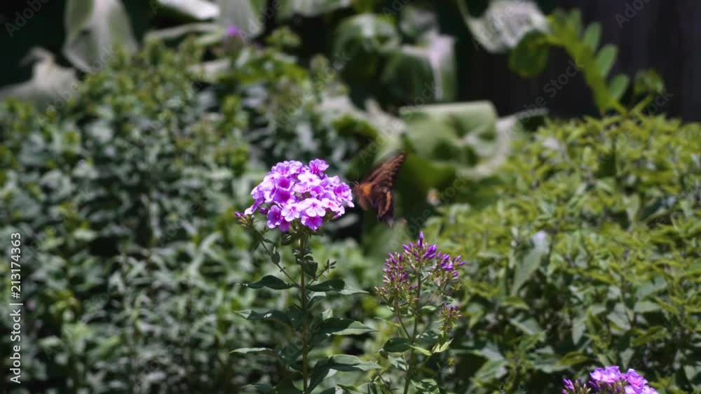 Butterfly feeding on pollen of a pink flower. Butterfly feeding on pollen of a pink flower.