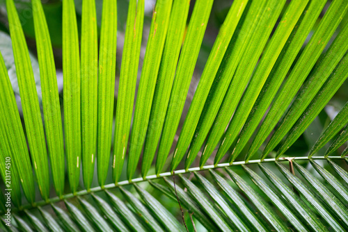 Green fresh leaves of coconut palm tree in the jungle. closeup shot.