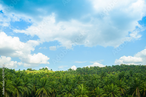 Arial view of  green the palm oil plantation in Malaysia against blue sky with clouds © yashabaker