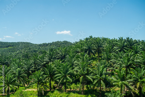 Arial view of green the palm oil plantation in Malaysia against blue sky with clouds