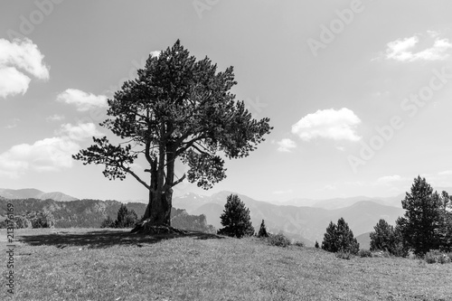 Landscape with pine on the Coll de la botella in the area Pal Arisal in Andorra photo