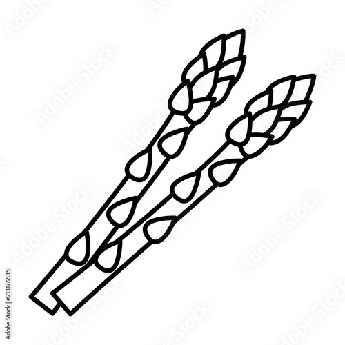 Two garden asparagus or sparrow grass line art vector icon for vegetable apps and websites