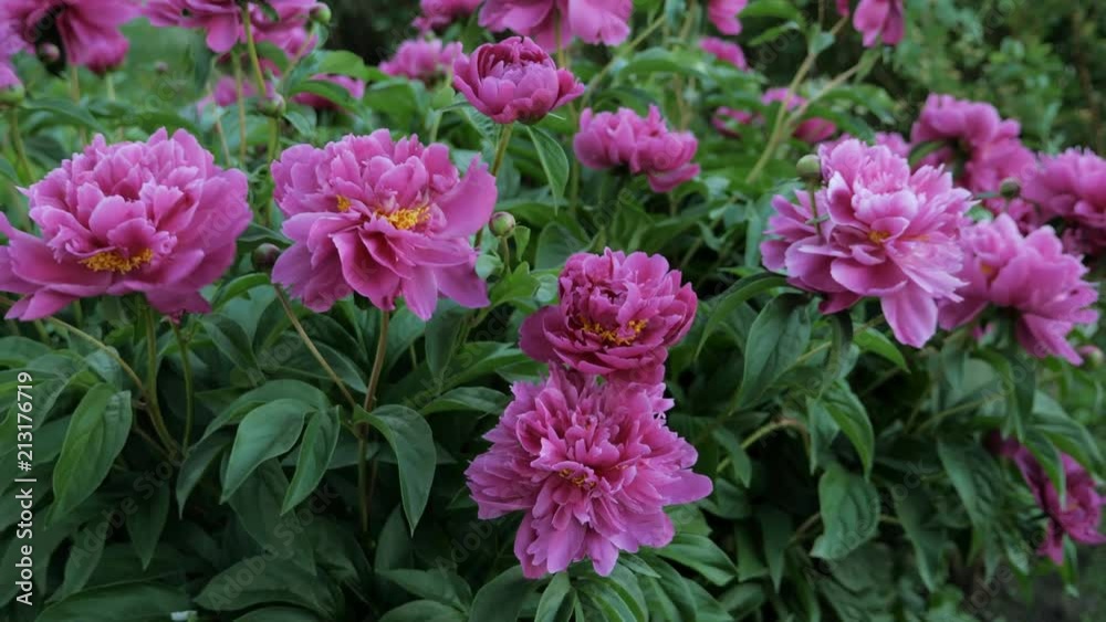 Red peonies in the garden. Blooming red peony. Group of red peonies, 4k Red peonies in the garden. Blooming red peony. Group of red peonies, 4k